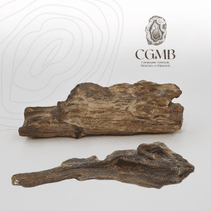 Morceaux de Bois Fossile
