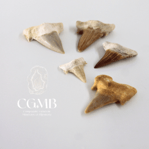 Dents de requin - Otodus Obliquus