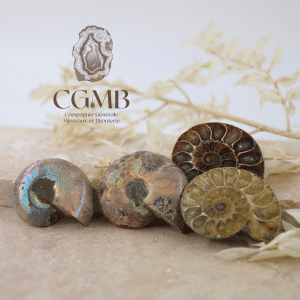 Paire d'Ammonite opalisée