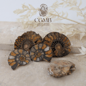 Paire d'Ammonite